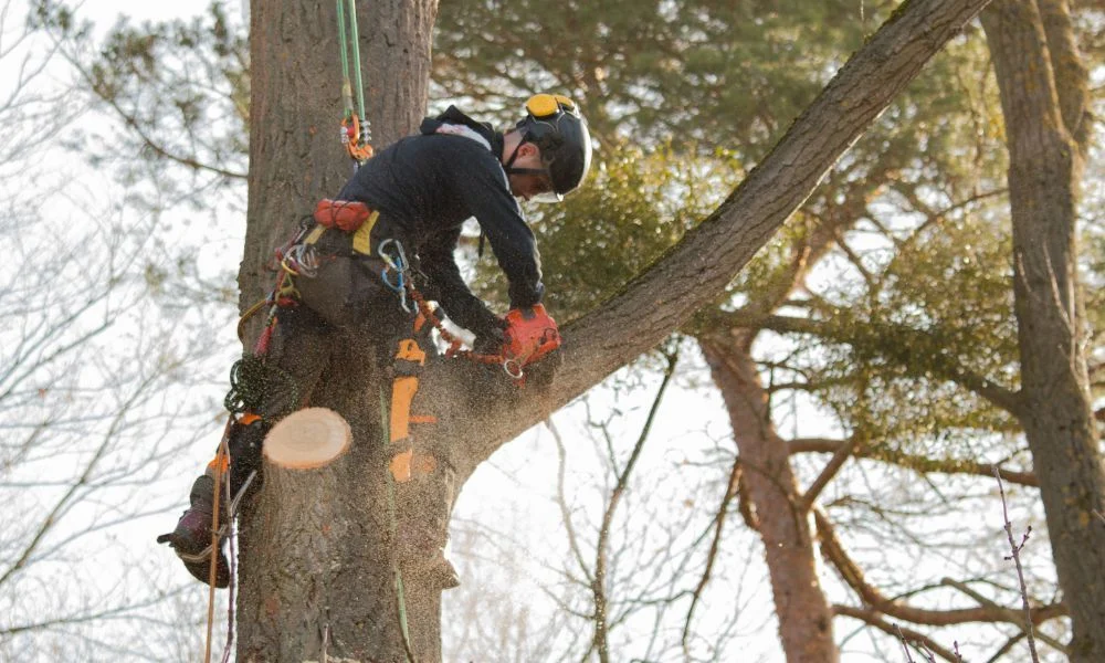 Arborist tree removal