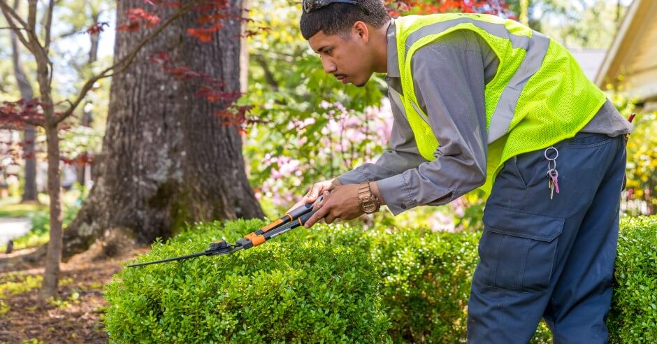 tree care tips