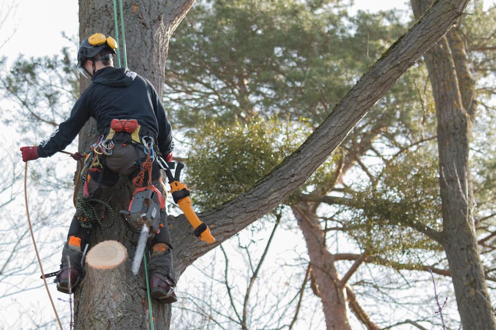 Tree trimming near me