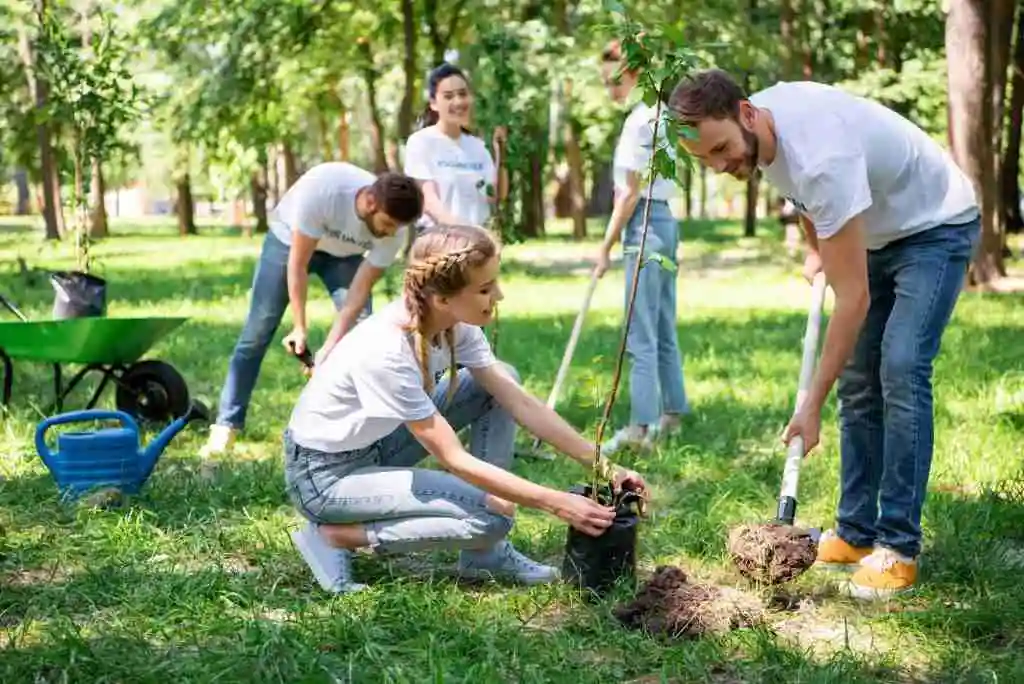 Tree planting advice