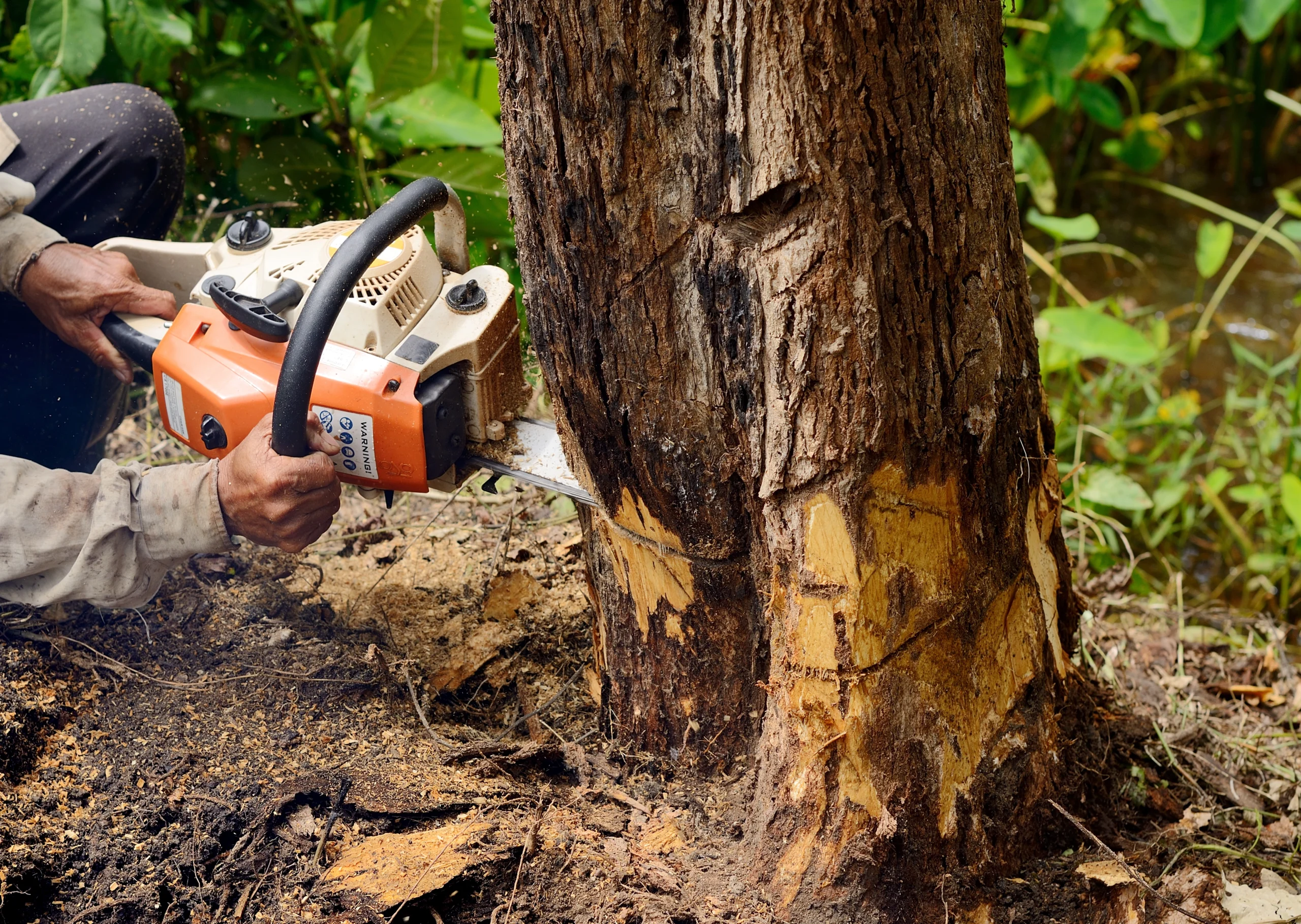 tree removal insurance