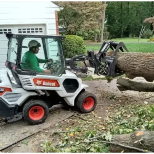 tree removal business