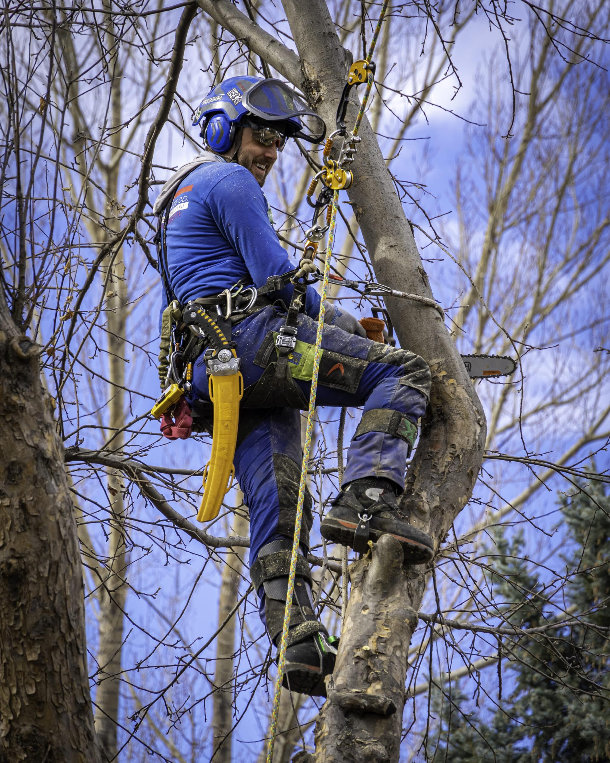 Tree removal service