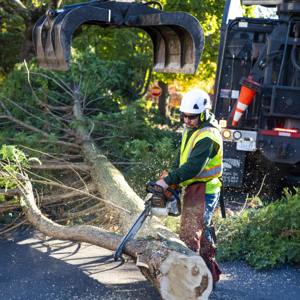 Tree removal service