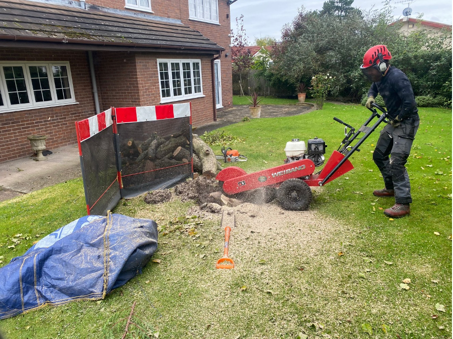 Tree root removal services