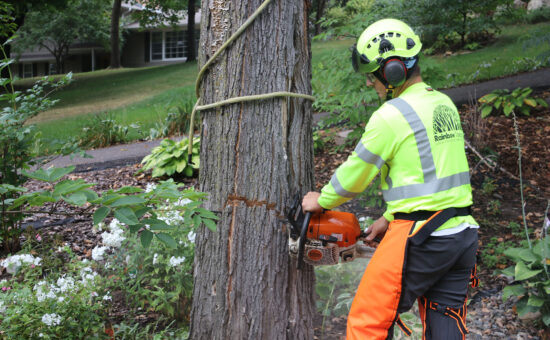 tree removal insurance