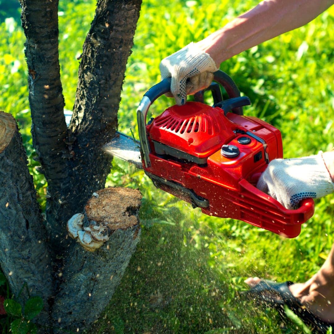 tree removal equipment