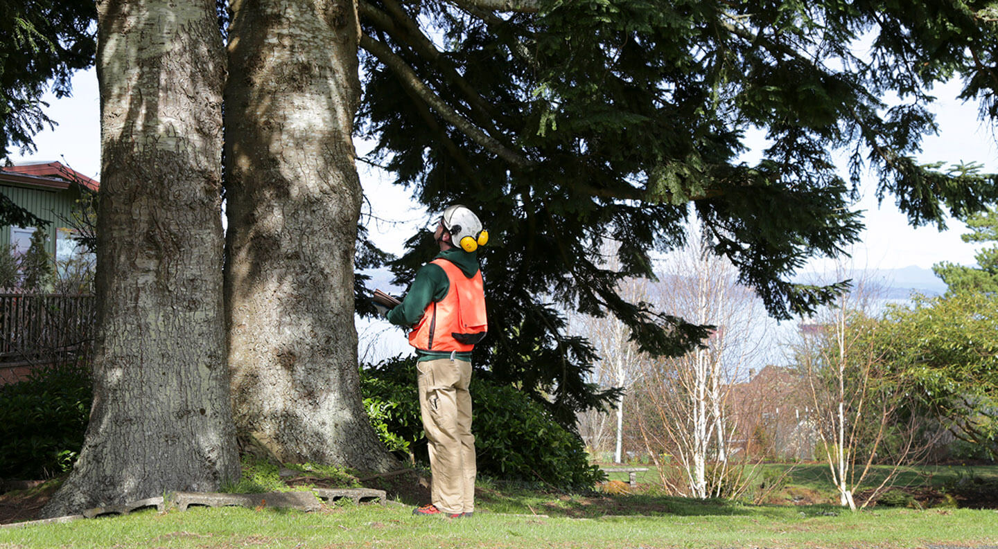 tree health inspection