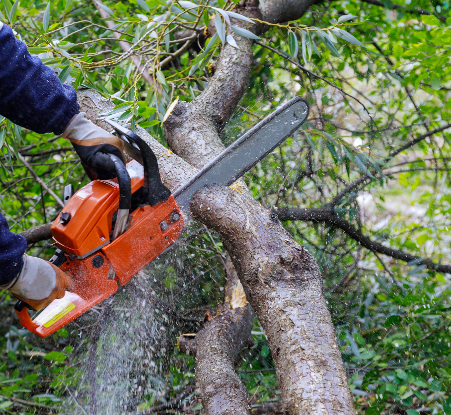 Tree cutting services