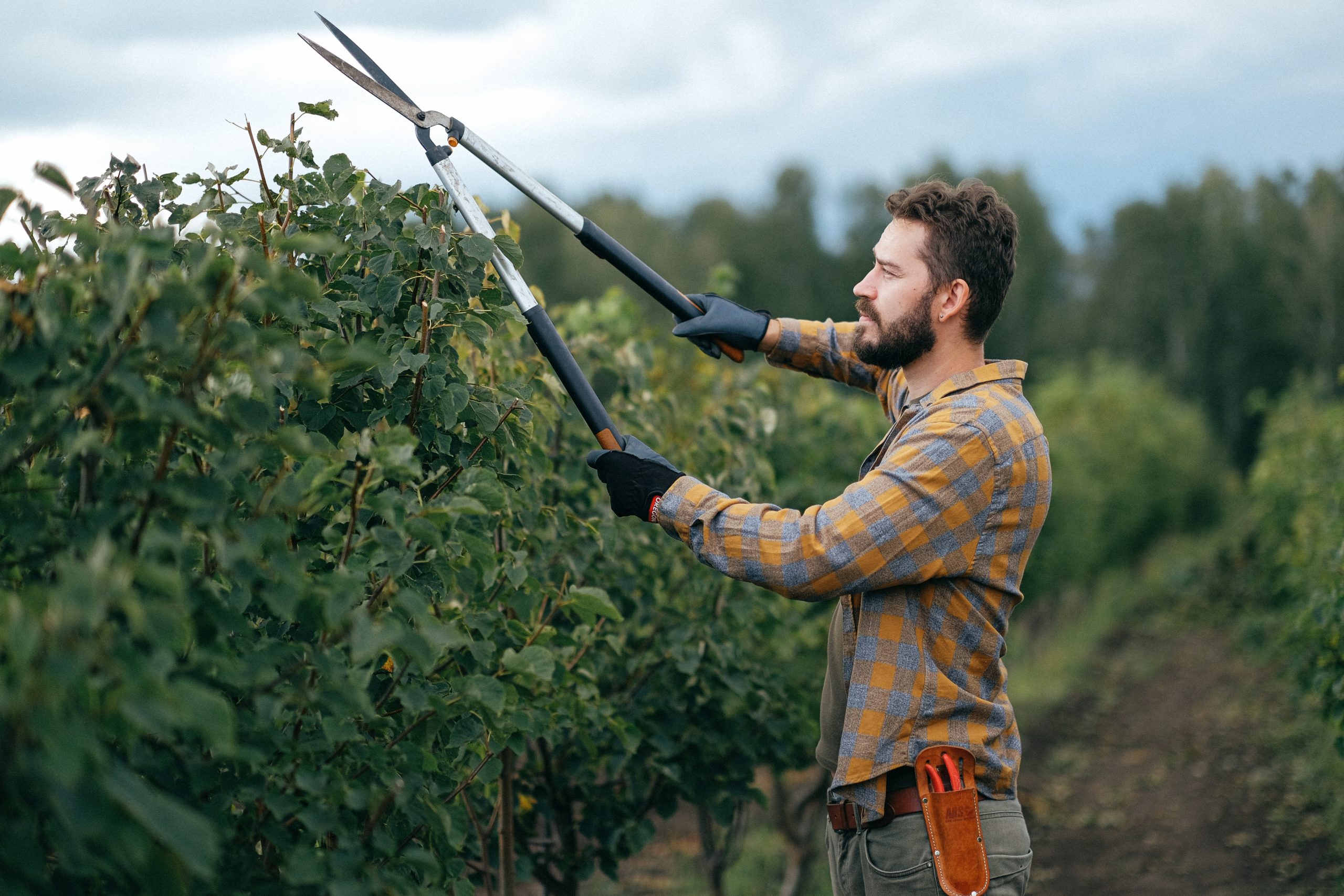 Best time to prune trees