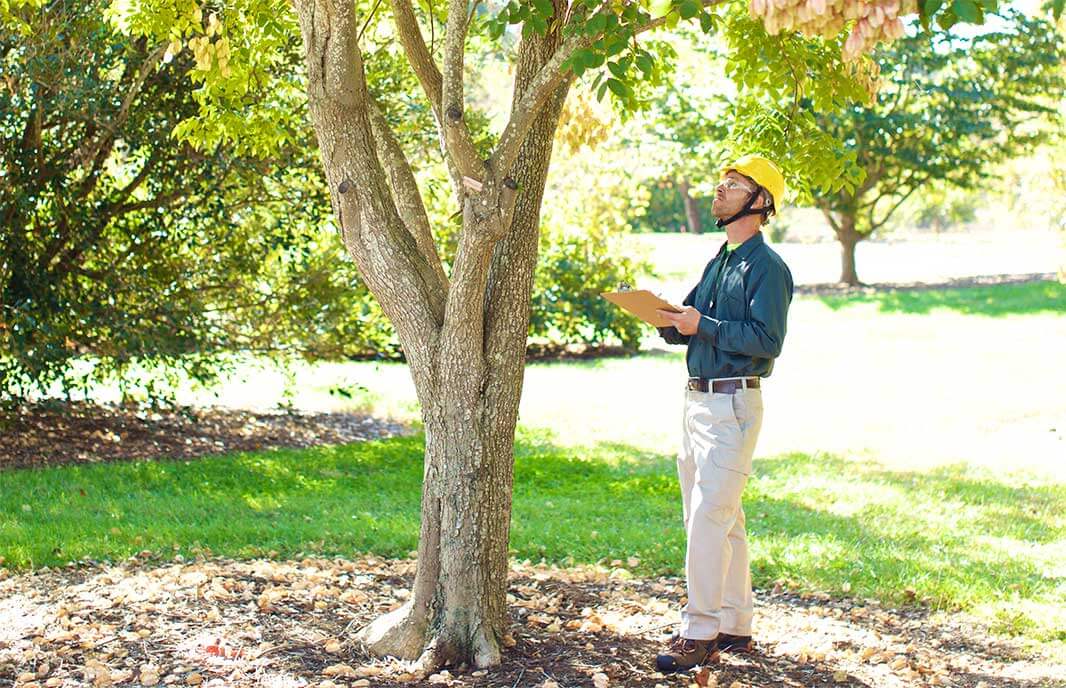 tree health inspection