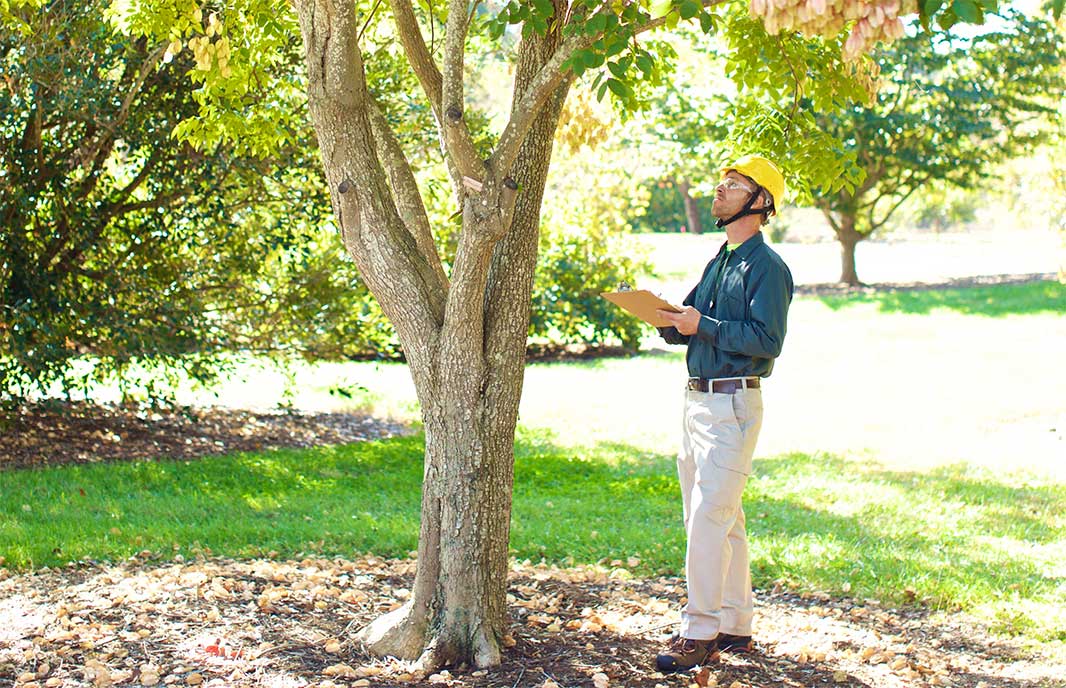 Tree health consultation