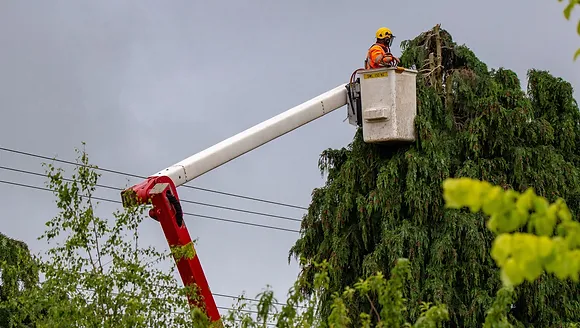 Tree removal near power lines