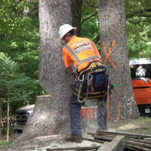 tree removal financing