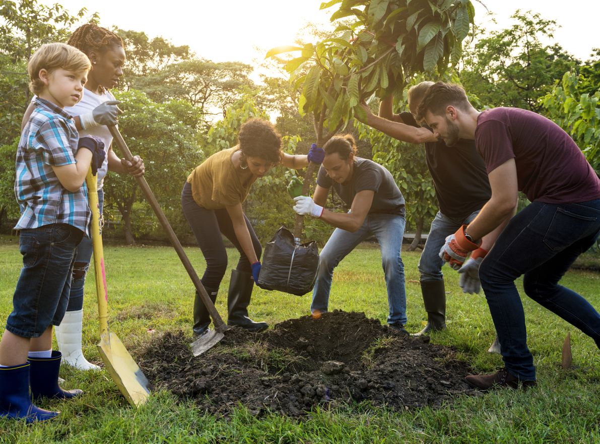 Tree planting business