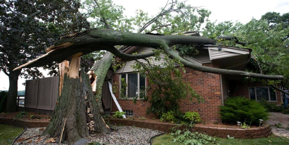 Emergency tree services