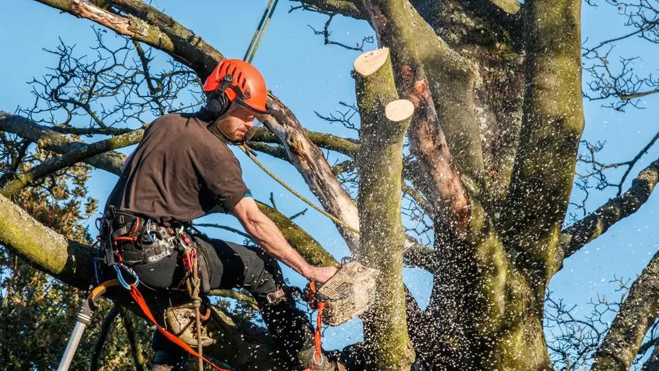 Tree trimming near me