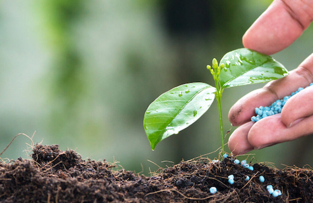 Tree planting fertilizer