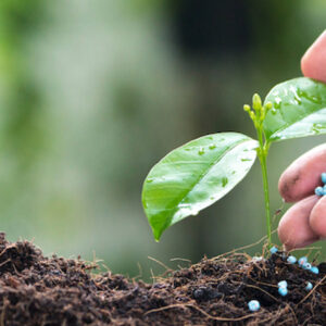 Tree planting fertilizer