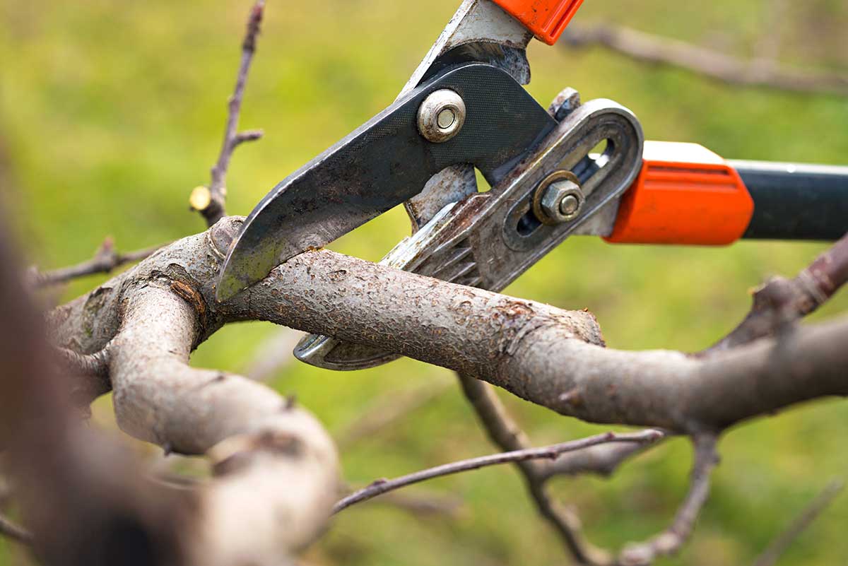 Best time to prune trees