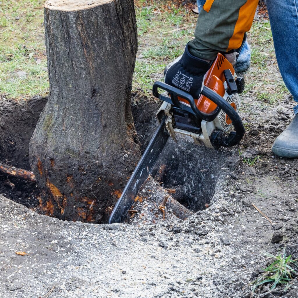 Tree stump removal cost