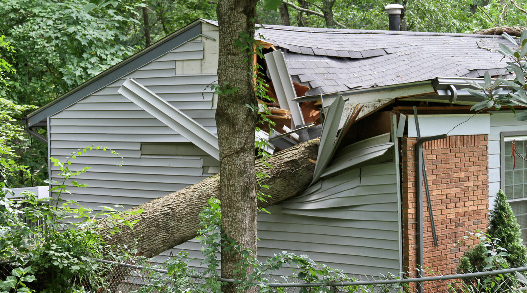 tree removal insurance