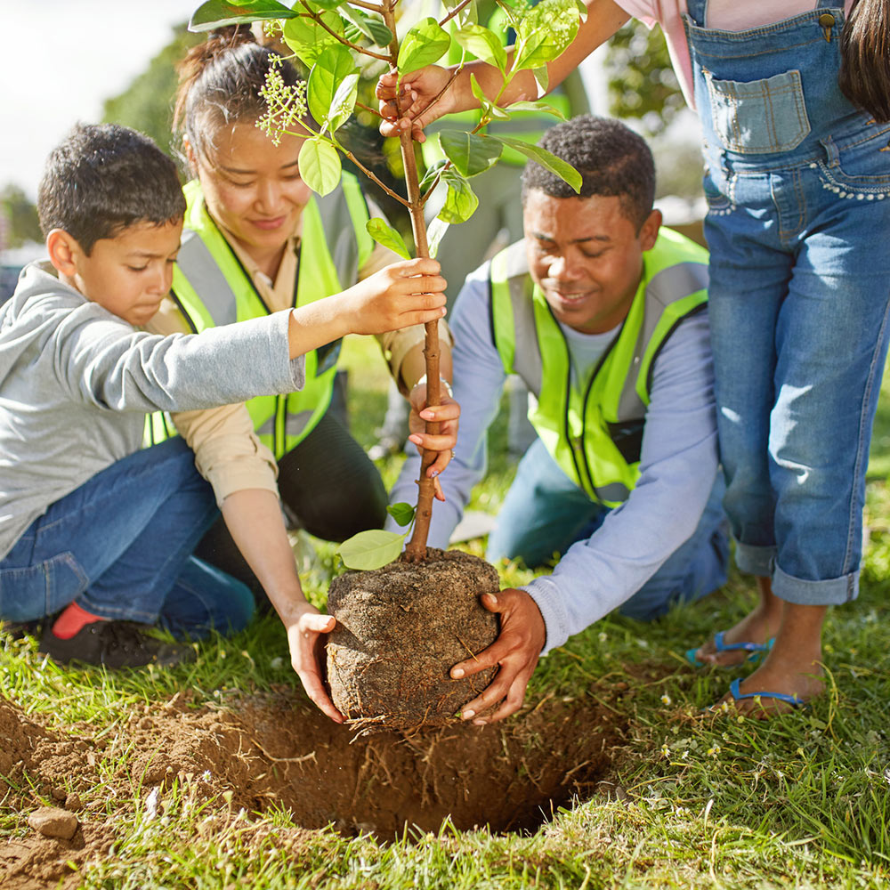 Tree planting advice