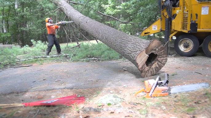 Large tree removal near me