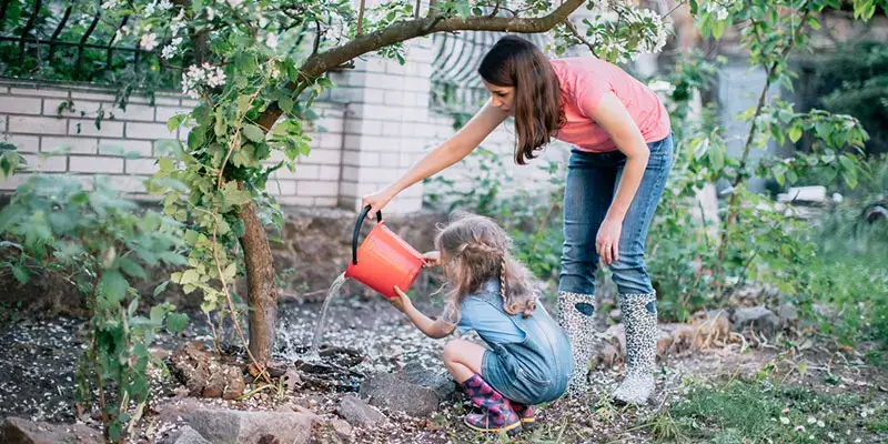 tree care tips