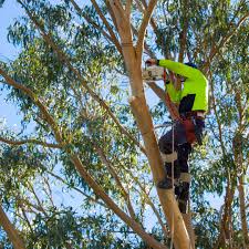 Arborist tree removal