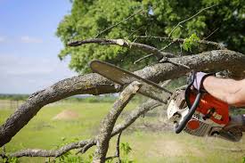 Arborist services near me