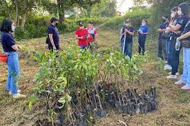 Tree planting activity