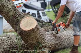 tree removal insurance