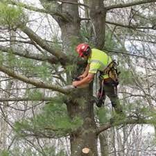 Tree trimming near me