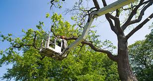 best tree care products