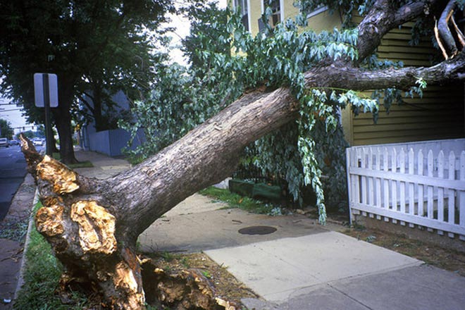 Tree root removal services