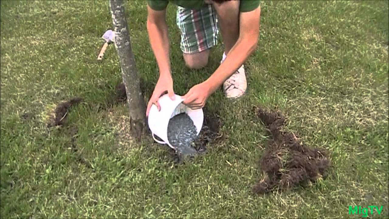 Tree fertilization methods