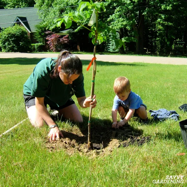 Tree planting advice