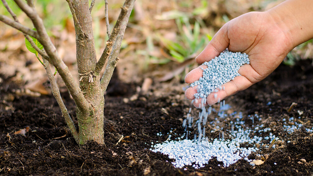 Tree planting fertilizer