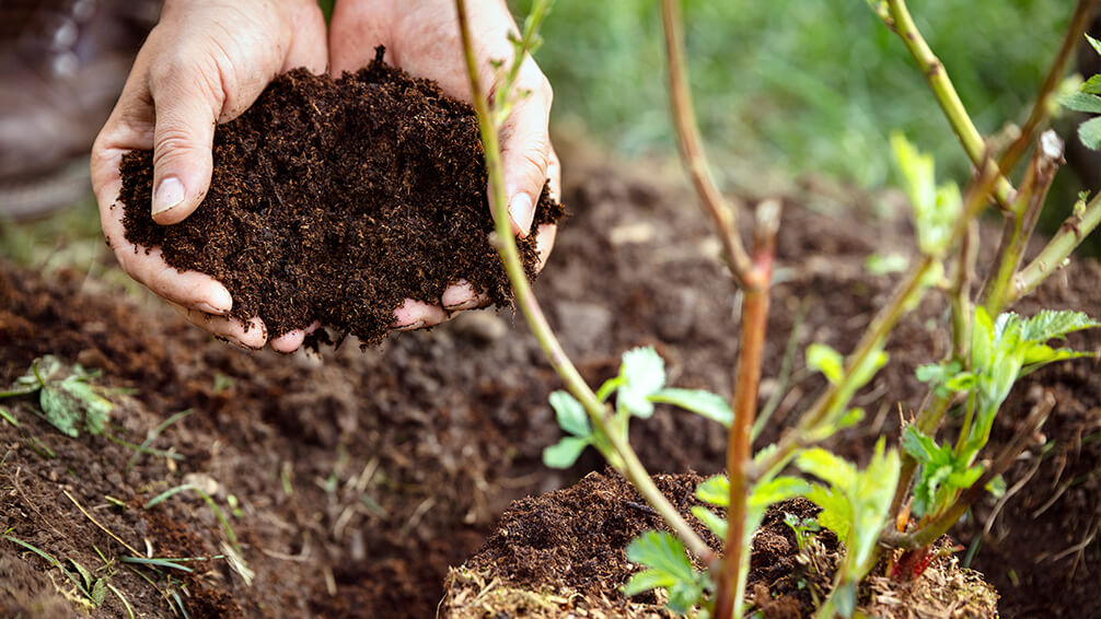 Tree fertilization methods