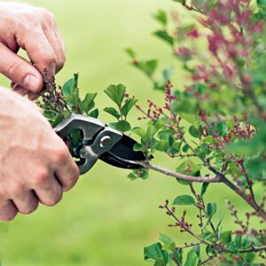 Best time to prune trees