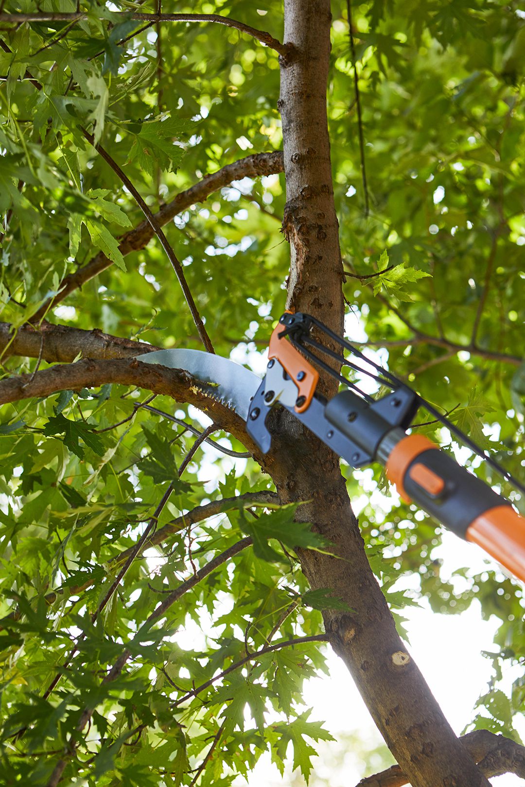 Best time to prune trees