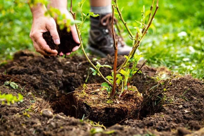 Tree planting fertilizer