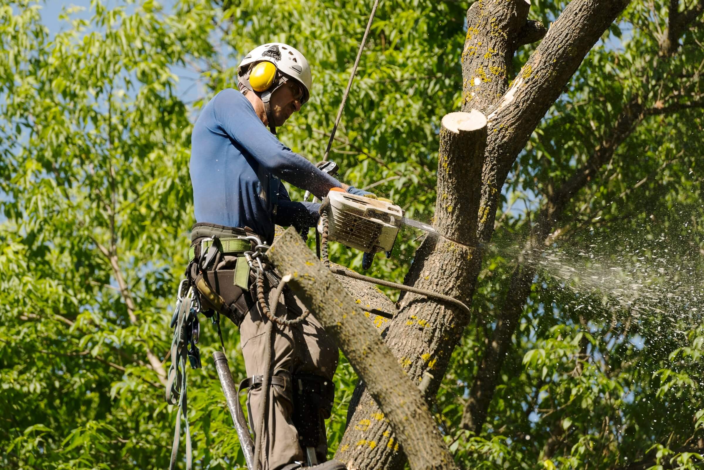 tree removal cost