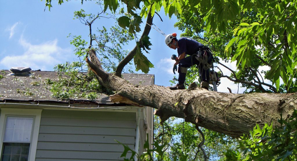 Tree cutting services