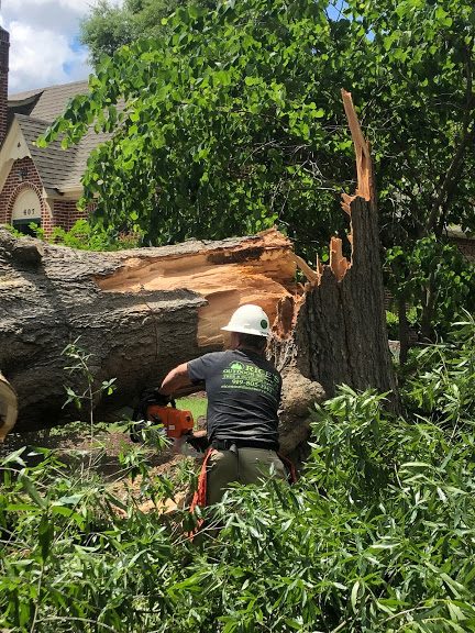 Large tree removal near me