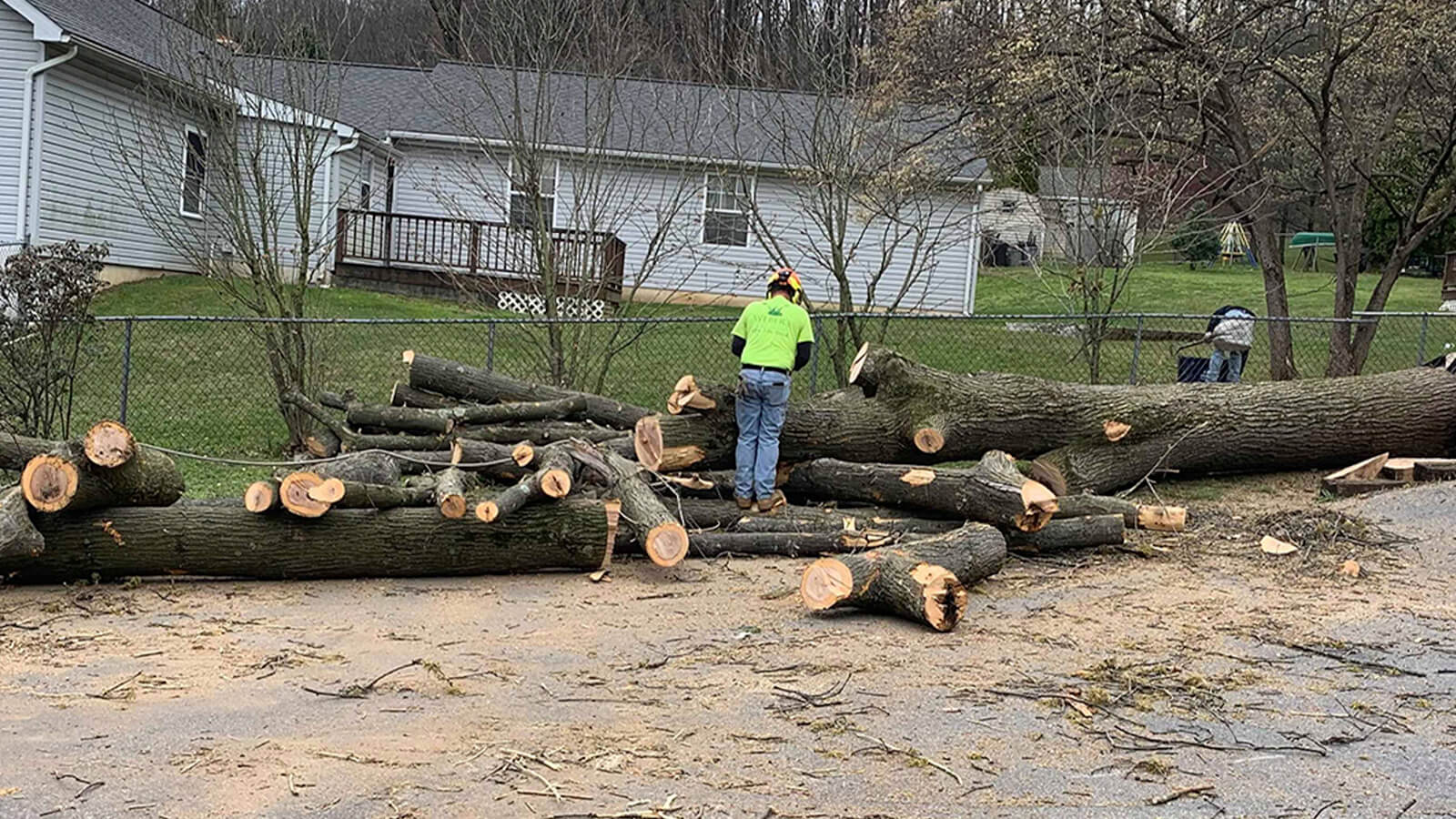 Large tree removal near me