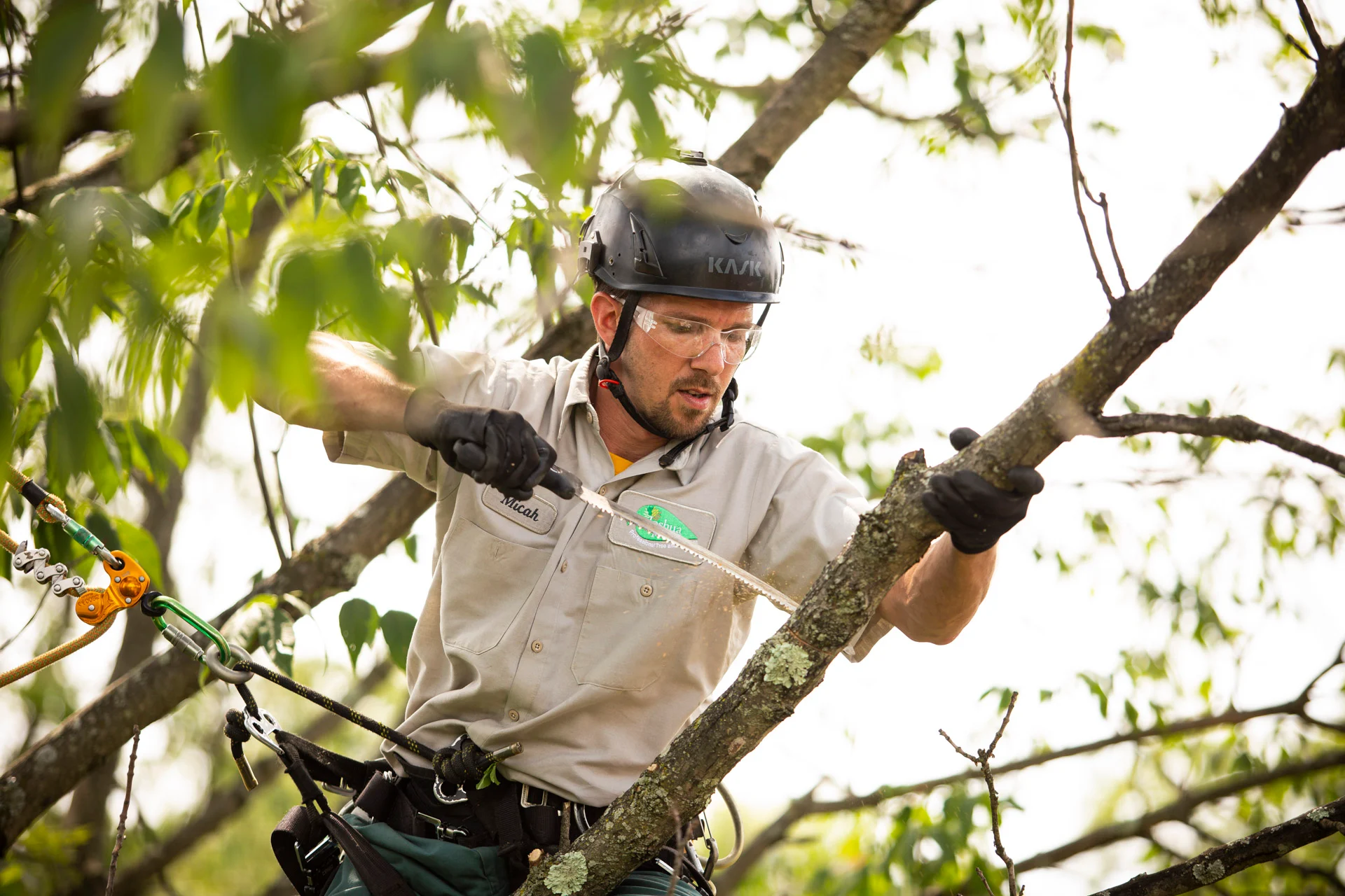 Tree pruning services