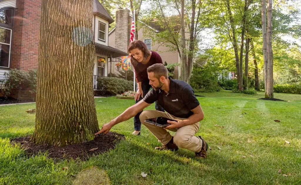 tree health inspection