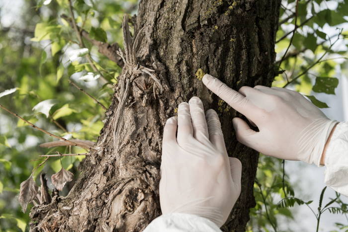 Tree health inspection